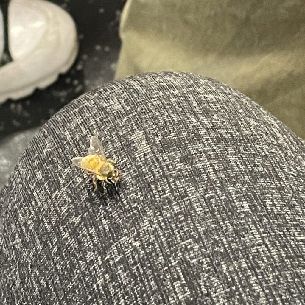 A small bee sitting on the fabric of a pant leg.